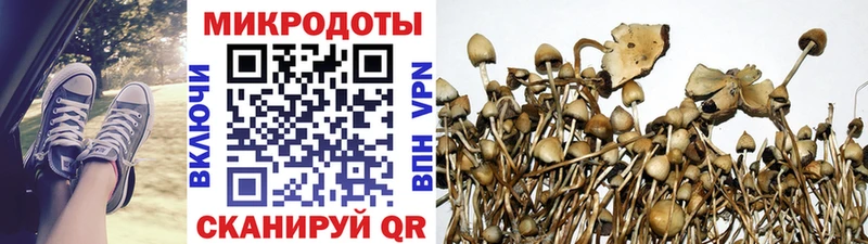 наркошоп  Жердевка  Псилоцибиновые грибы Psilocybe 